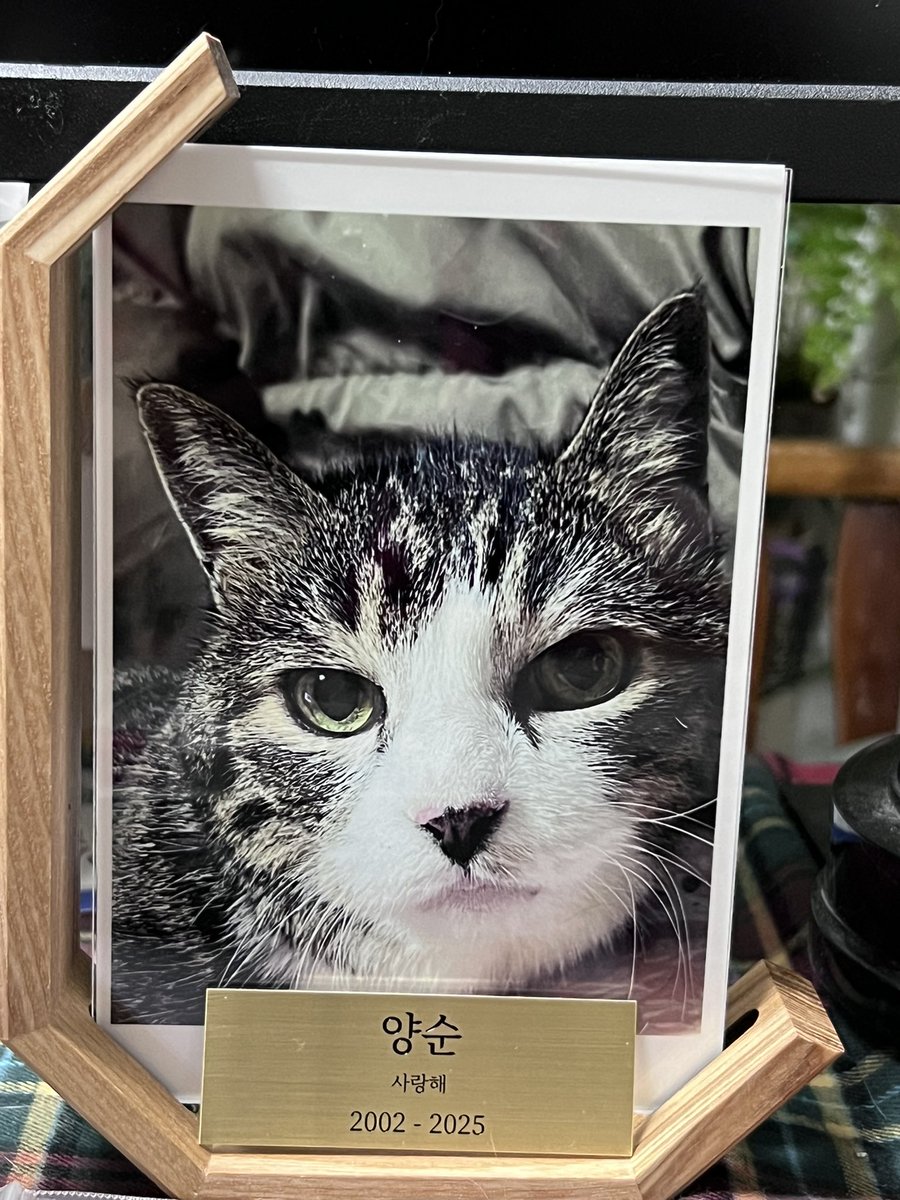 장례식장에서 나무유골함에 붙이라고 보내준 신주판은 사진에 걸쳐 놨다. 양순이 사랑해🤎🖤💛🤍