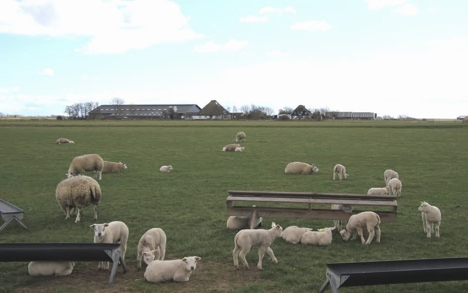 Lammetjes tijd op Texel