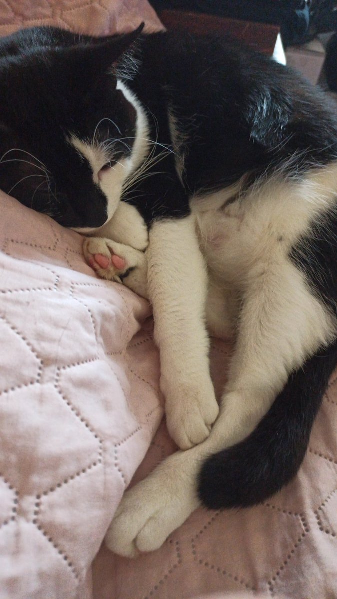 eneiles's tweet photo. @san_poki Te tik trūcīgs kaķītis, ka jāiet atpūtināt miesas, jo neviens 5x dienā ēst nedod https://t.co/Hp6pvh5nl8