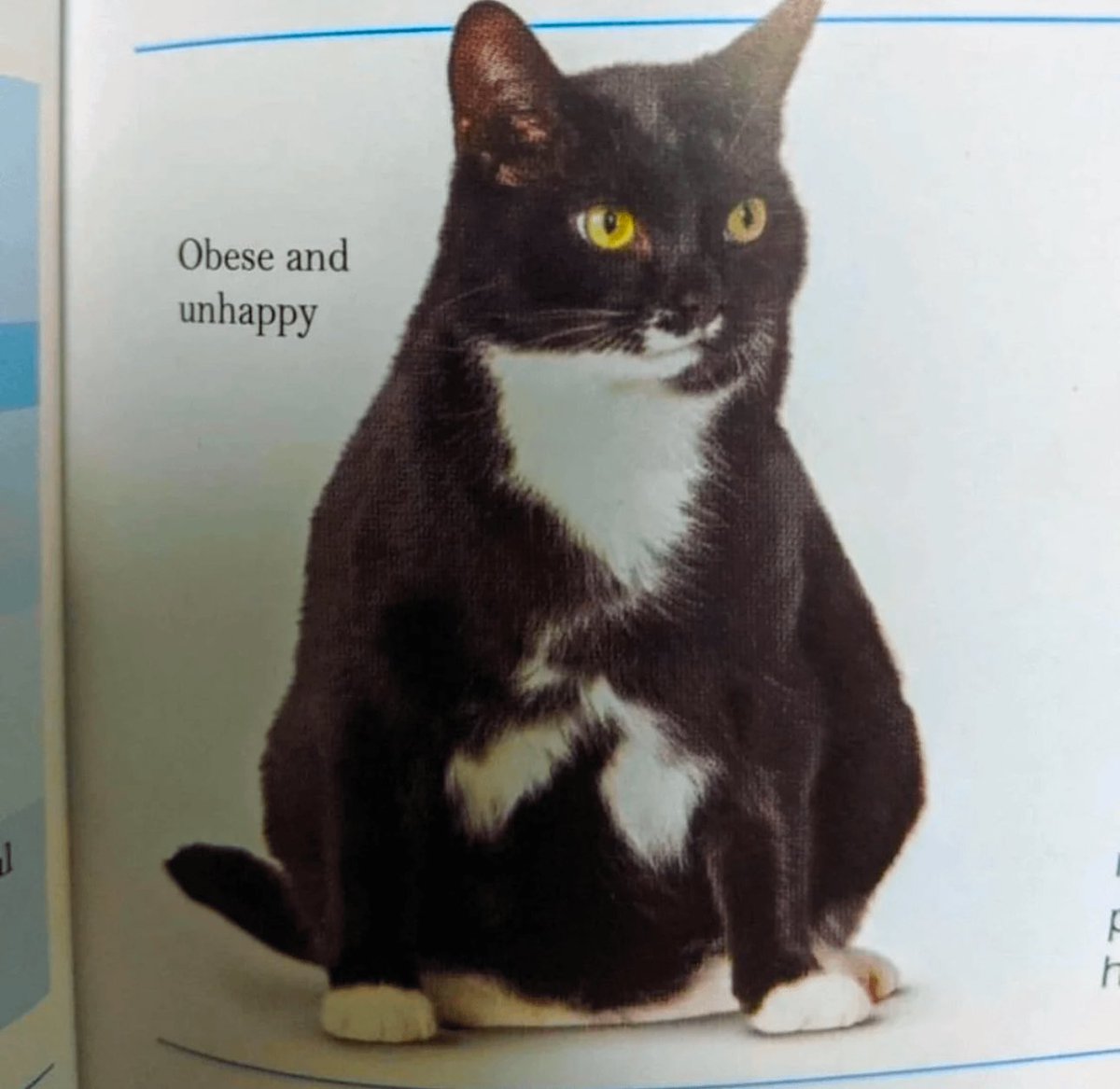 my spirit animal
