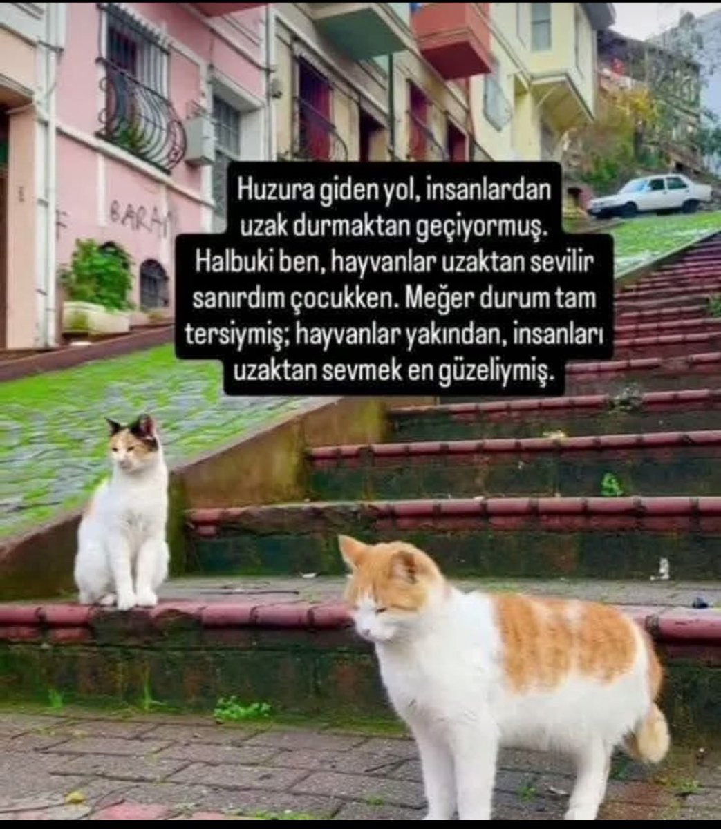 ULAN BANA HALA ŞU PARTİYE DÜŞMANSIN BU PARTİYİ KOLLUYORSUN DİYE KONUŞAN GERİZEKALILAR VAR ‼️ BİR TANE PARTİ SEMPATİSİ VEYA NEFRETİ PAYLAŞIMIM VARMI ? HİÇBİR KİŞİ VE PARTİYE SEMPATİM YOK SİYASET BENİ ZERRE KADAR İLGİLENDİRMİYOR TEK DERDİM KADIN,ÇOCUK,HAYVANLAR KORUNSUN KOLLANSIN