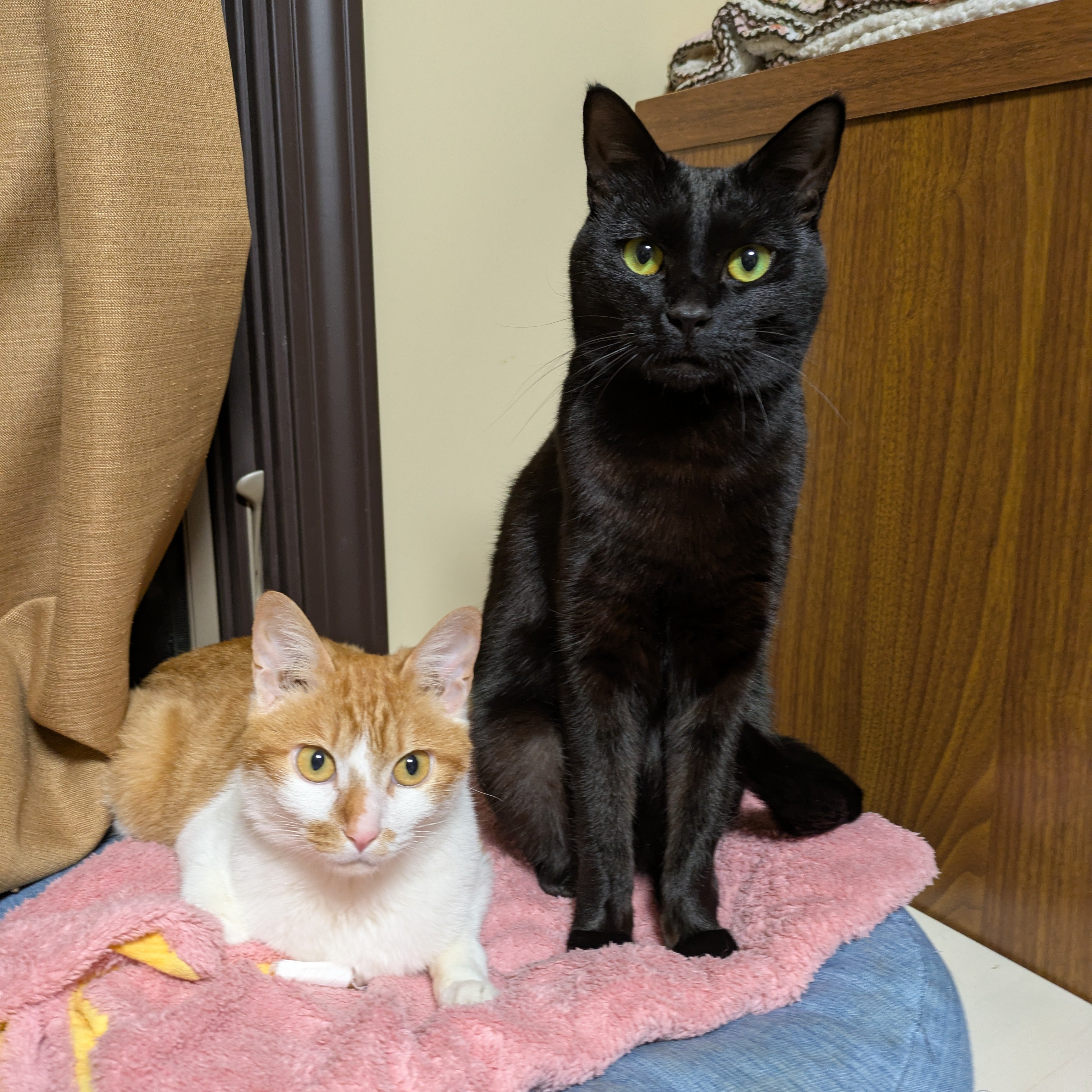 【ねこぜページ】 ねこぜ (neko____z@) / X