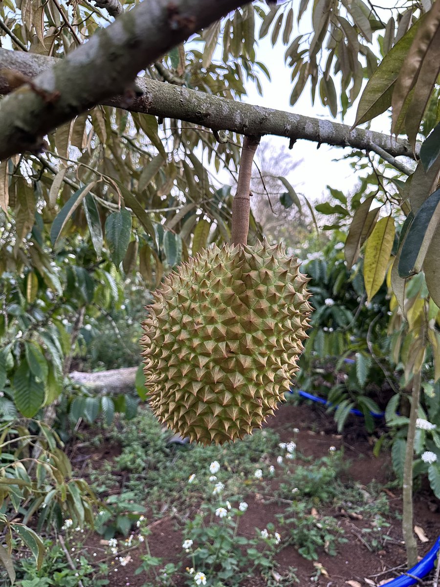 Năm nay có 1 eim sầu trái mùaaaaa tại vườn nhỏ ❤️🌸🏡