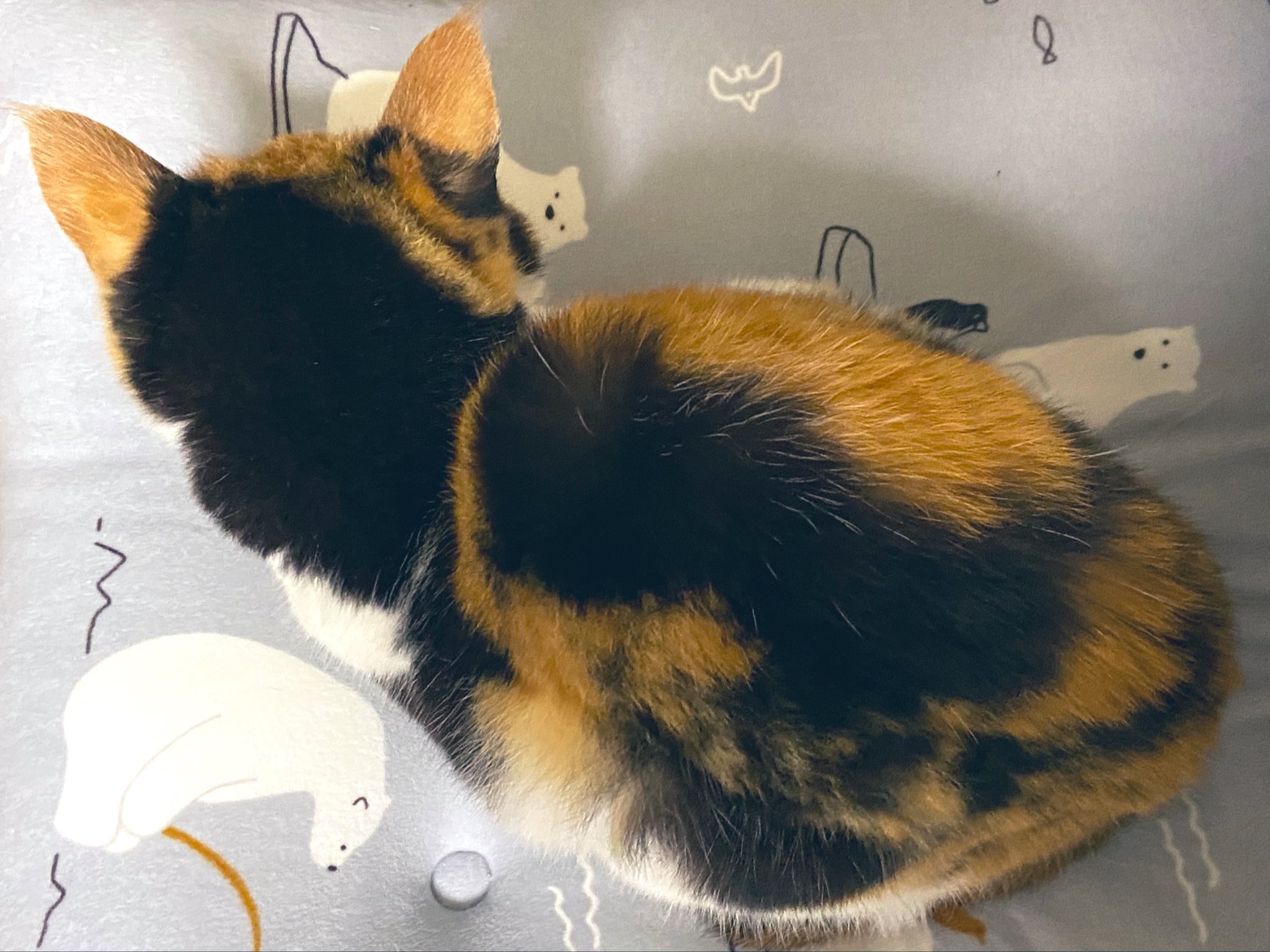 三毛猫様❗️ 三毛猫 - Search / X