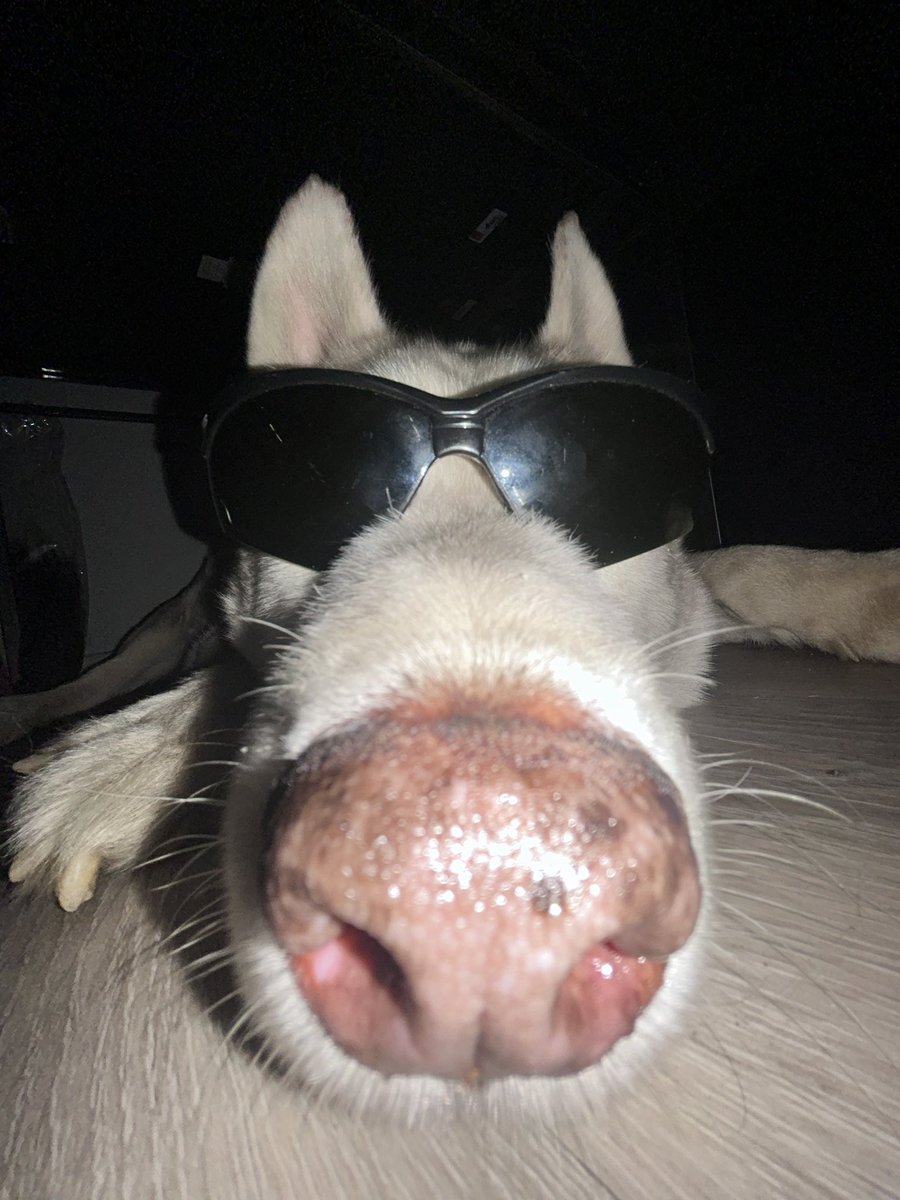 uncvlt's tweet photo. RIP cool dog 🥀 https://t.co/ugHIXHeOyw