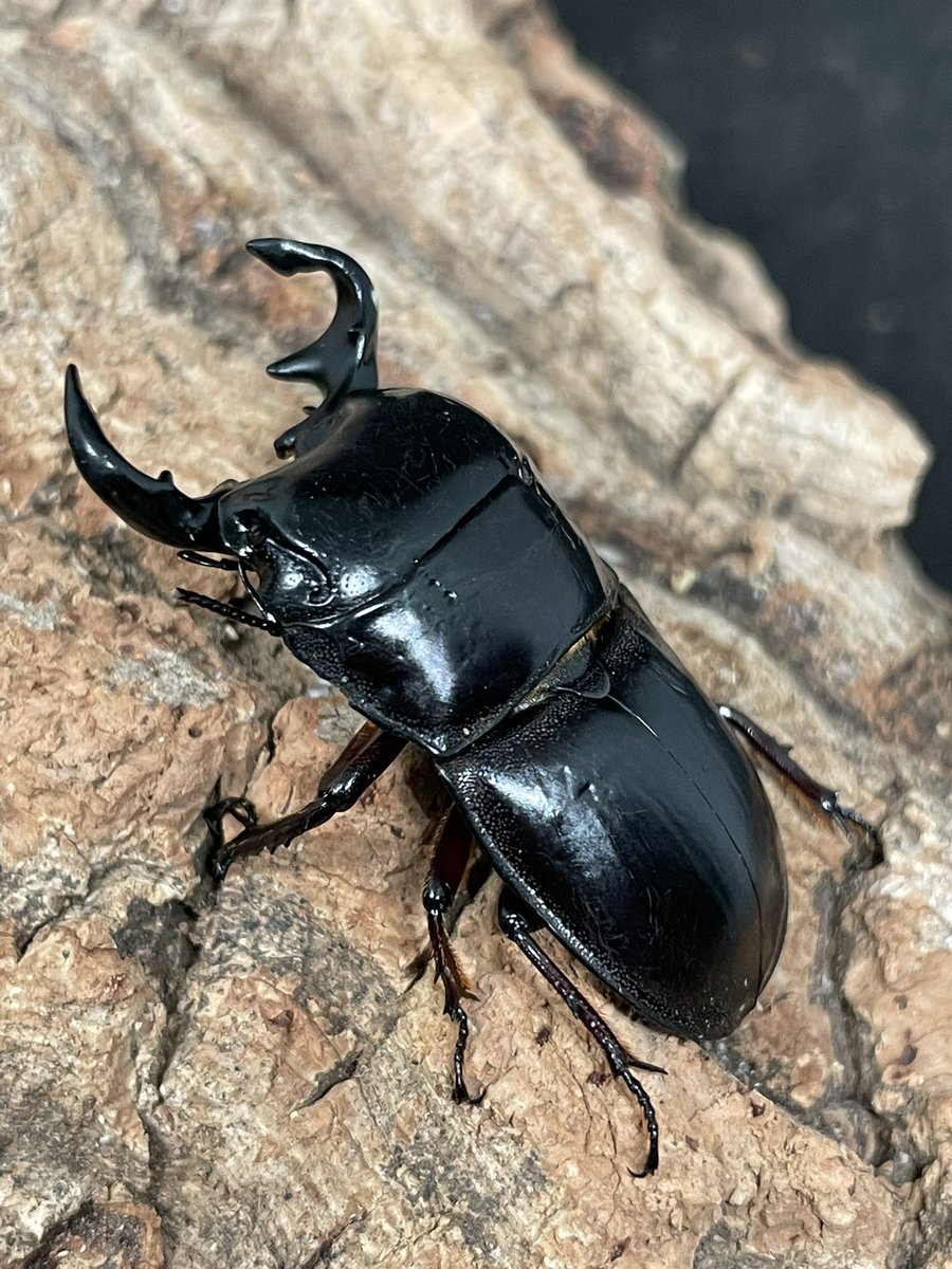 オベススオオコツノクワガタ Lissapterus obesus Australia Queensland