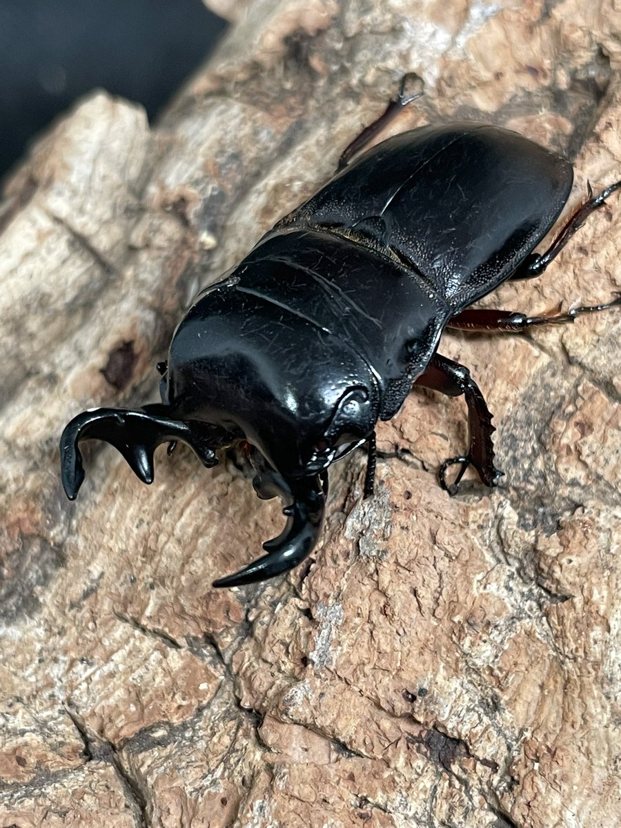 オベススオオコツノクワガタ Lissapterus obesus Australia Queensland