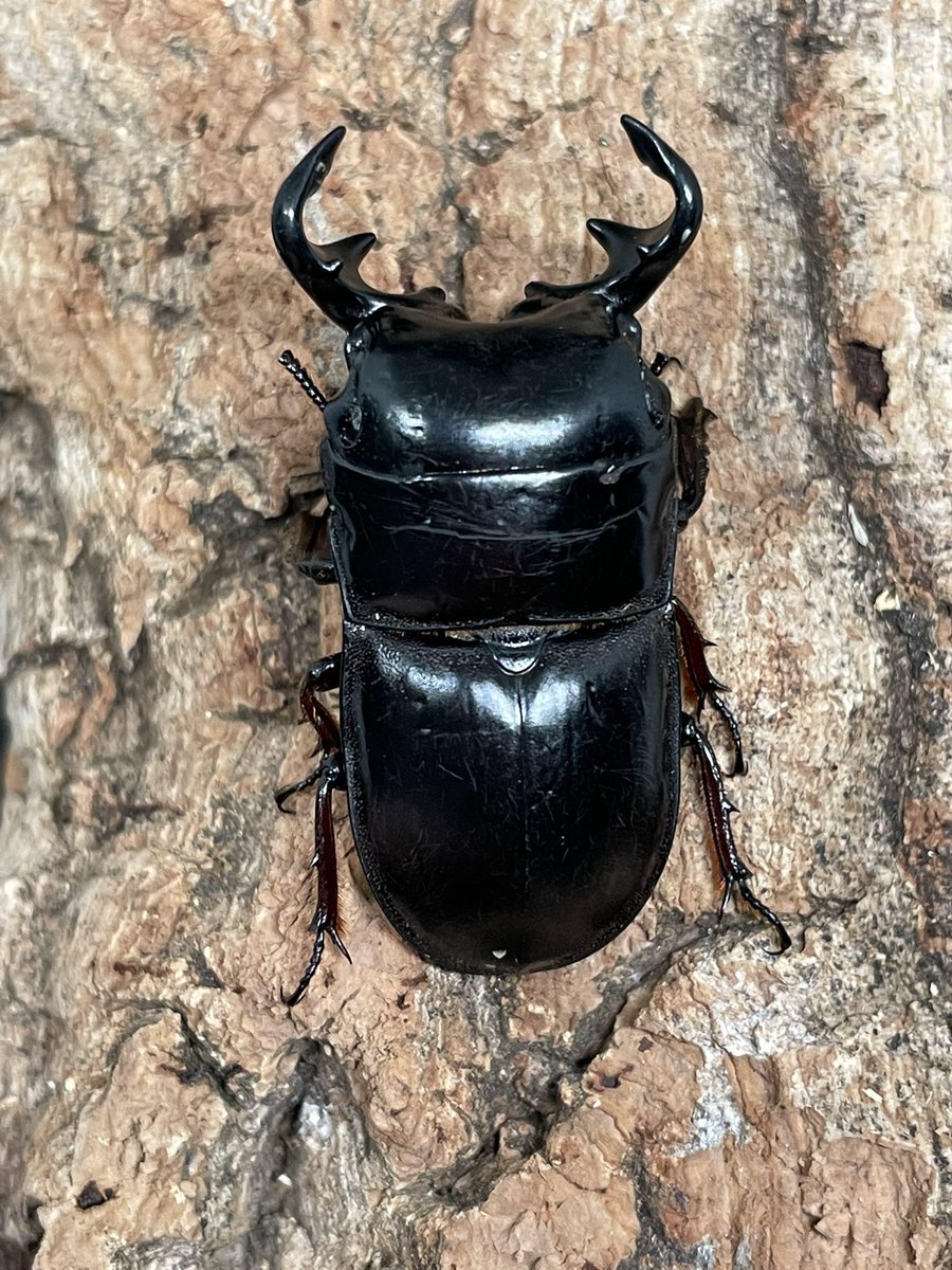 オベススオオコツノクワガタ Lissapterus obesus Australia Queensland