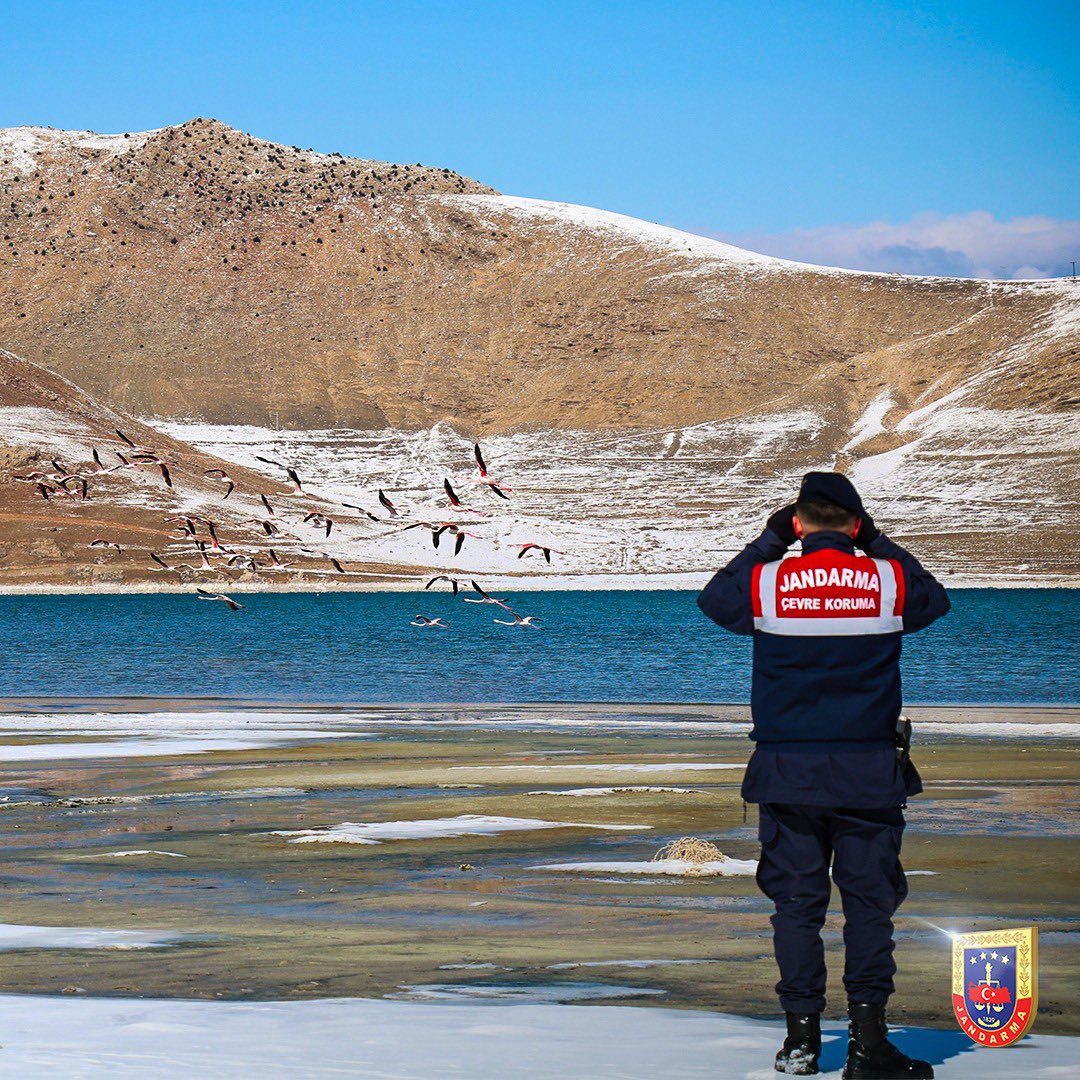 jandarma's tweet photo. 📍Göründü Deltası

Gözümüz üzerlerinde! 🦩

Van İl Jandarma Komutanlığı emrinde görevli Çevre, Doğa ve Hayvanları Koruma Timimiz, göç etmeyen flamingoların korunması ve kaçak avcılığın önlenmesi amacıyla devriye faaliyetlerine aralıksız devam ediyor. https://t.co/INHm1HXSek