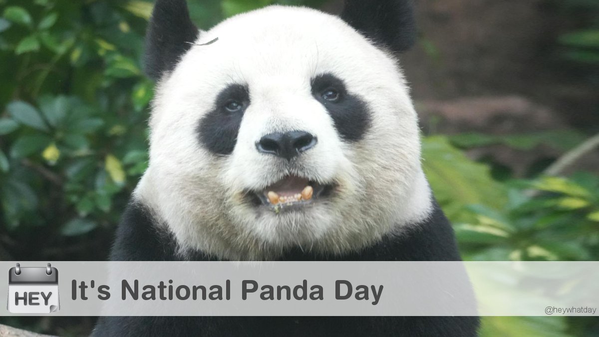 HeyWhatDay's tweet image. It&apos;s National Panda Day! 
#NationalPandaDay #PandaDay #GiantPandaDay