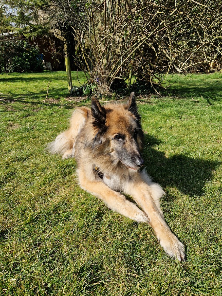 A very sad day today as we lost a giant character, Spyder our loyal Belgian Shepherd who, at the grand age of 14 and 4 months was still mentally strong but legs failing. The house already seems empty, the rest of the pack are very quiet. Thanks, big fella for enriching our lives.