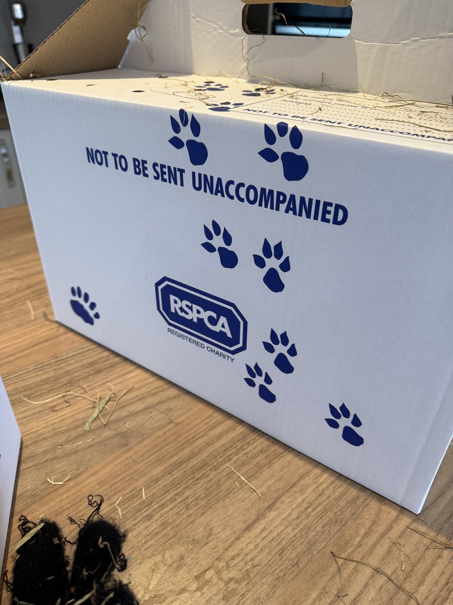 Two newbies ready for release tonight thanks to <a href="/RSPCAStapeley/">RSPCAStapeley Grange</a> great work getting them back on their feet ♥️