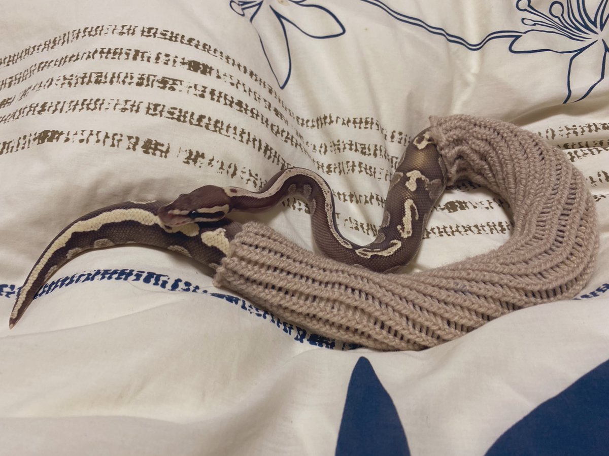 まろこ tweet media