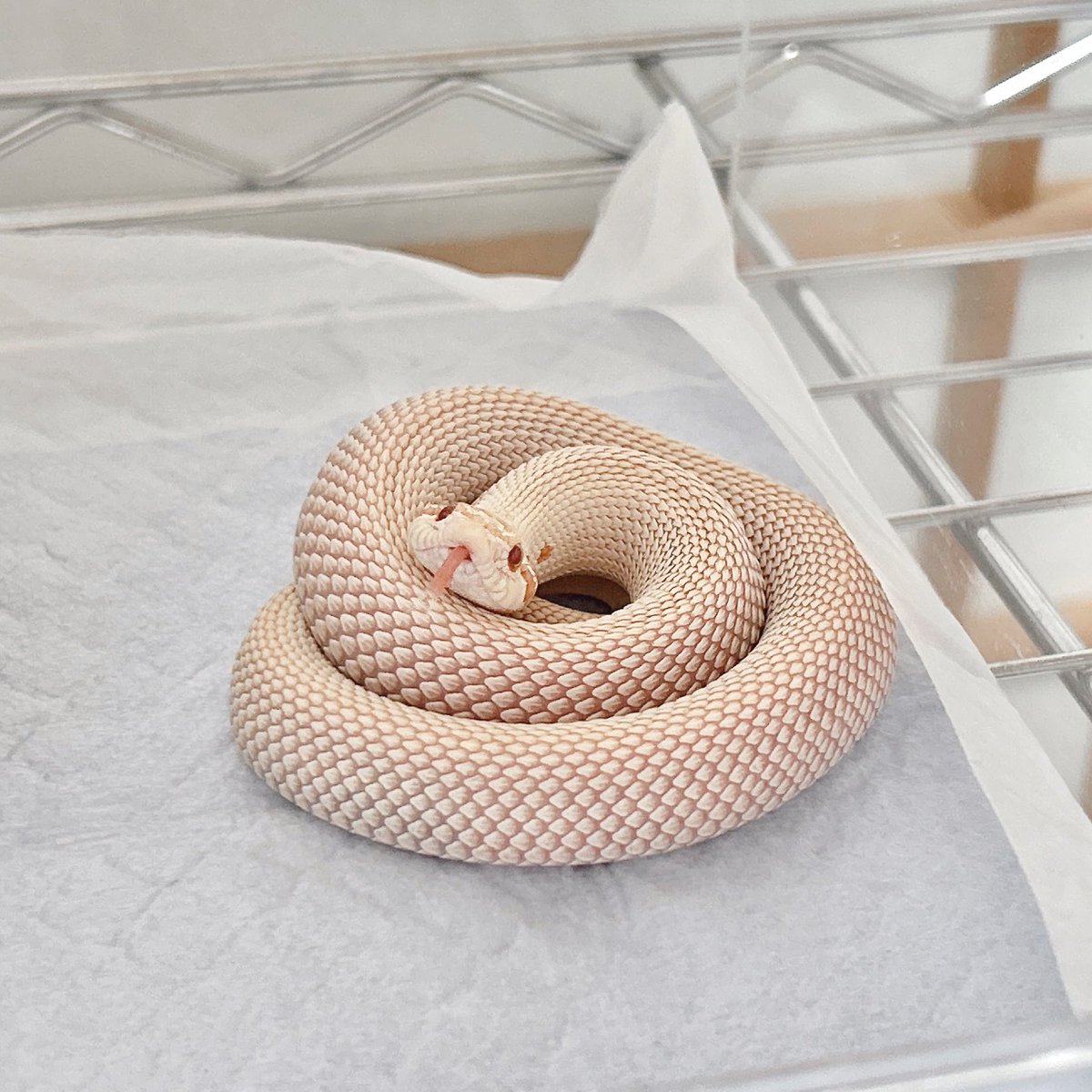 s2semimaru's tweet image. うるとらめるすーぱーこんだ