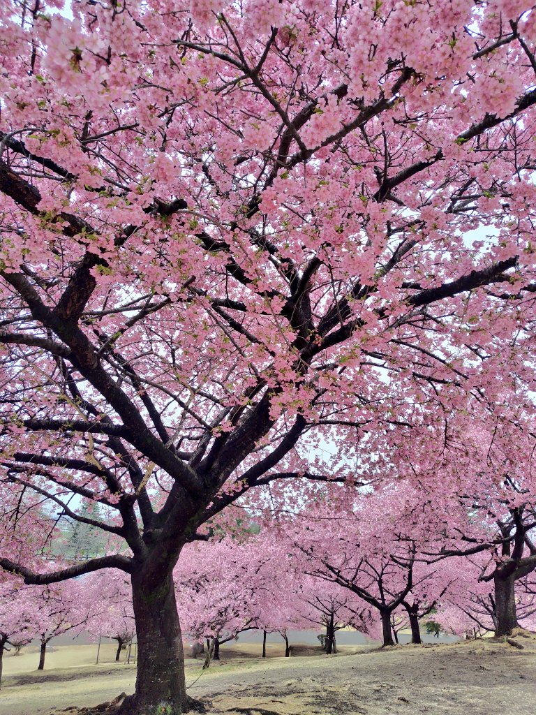 yipo121's tweet image. 雨降りで今年は行けないかもと思っていたけど、雨が少し落ちついた午後から花見へ。3/2に行った時は開花したばかりだったけど、今日はちょうど見頃。小雨で肌寒の1日だったけど、良いタイミングで行けて良かった🌸
帰路ちょっと遠回りして、R354の河津桜並木も通ってきた。