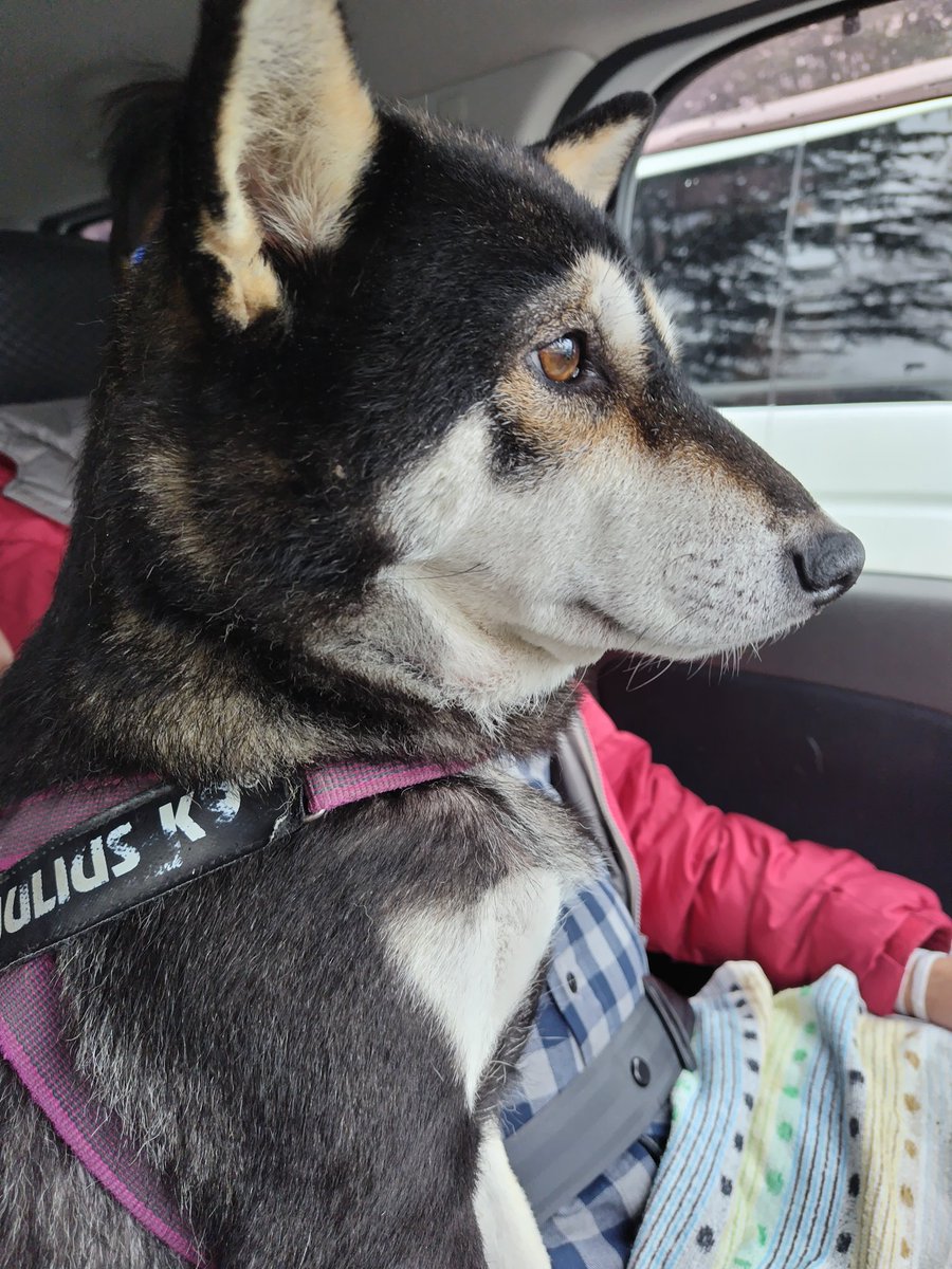 yipo121's tweet image. 雨降りで今年は行けないかもと思っていたけど、雨が少し落ちついた午後から花見へ。3/2に行った時は開花したばかりだったけど、今日はちょうど見頃。小雨で肌寒の1日だったけど、良いタイミングで行けて良かった🌸
帰路ちょっと遠回りして、R354の河津桜並木も通ってきた。