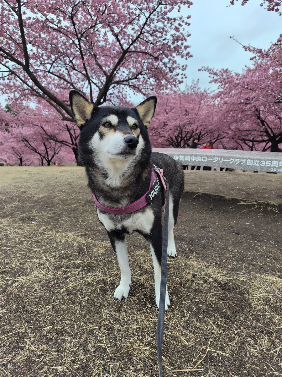 yipo121's tweet image. 雨降りで今年は行けないかもと思っていたけど、雨が少し落ちついた午後から花見へ。3/2に行った時は開花したばかりだったけど、今日はちょうど見頃。小雨で肌寒の1日だったけど、良いタイミングで行けて良かった🌸
帰路ちょっと遠回りして、R354の河津桜並木も通ってきた。