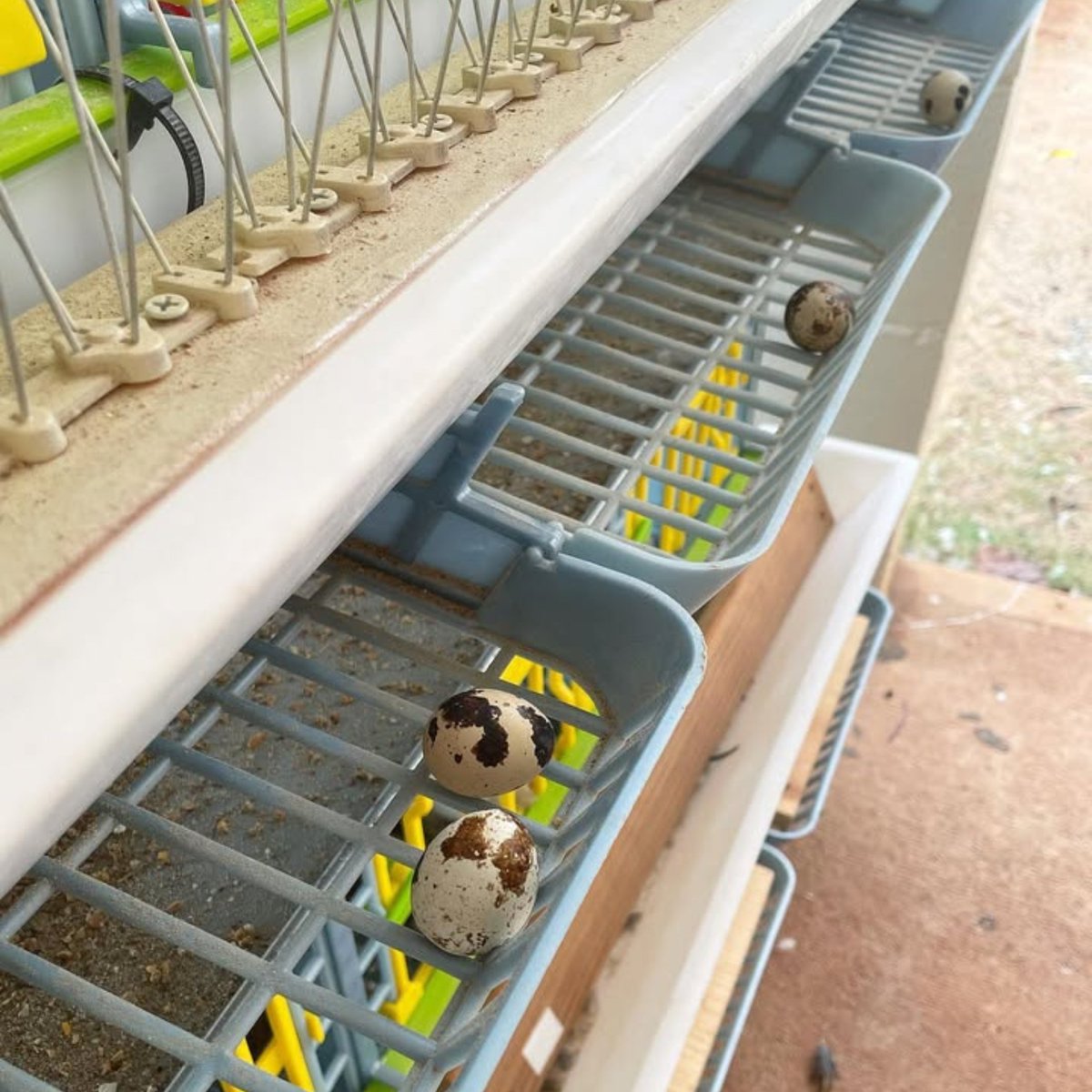 HatchingTime's tweet image. Our Quail Cages include our Egg Roller flooring, ensuring you get clean, easy to collect eggs, every time!

Shop Quail Cages: hatchingtime.com/collections/qu…

#Hatchingtime #Cimuka #quailcoop