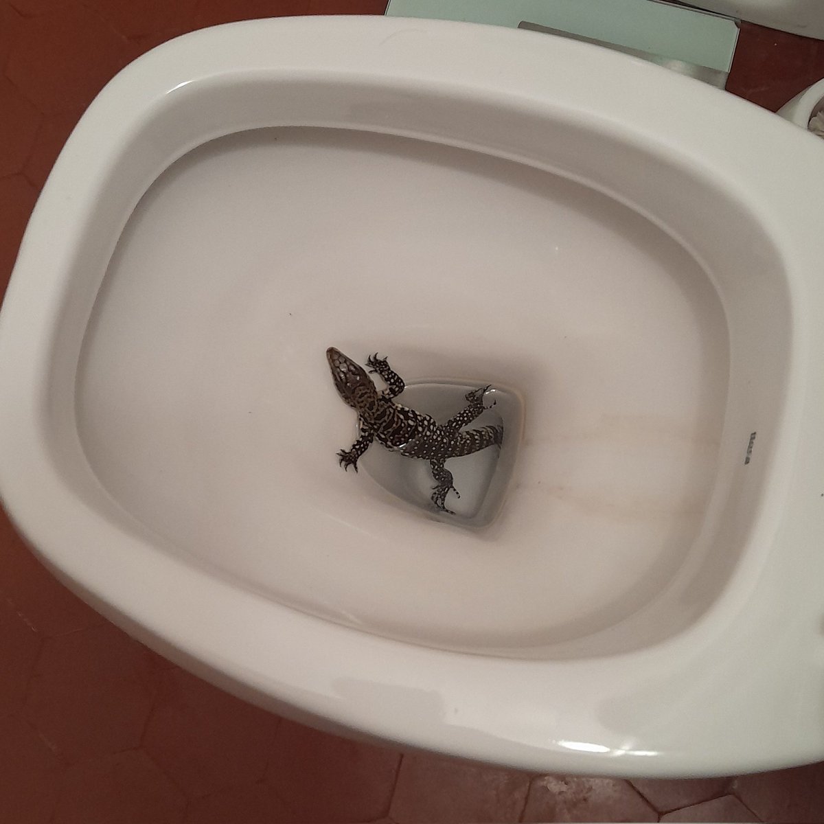 Vas al baño, y sorpresa.
