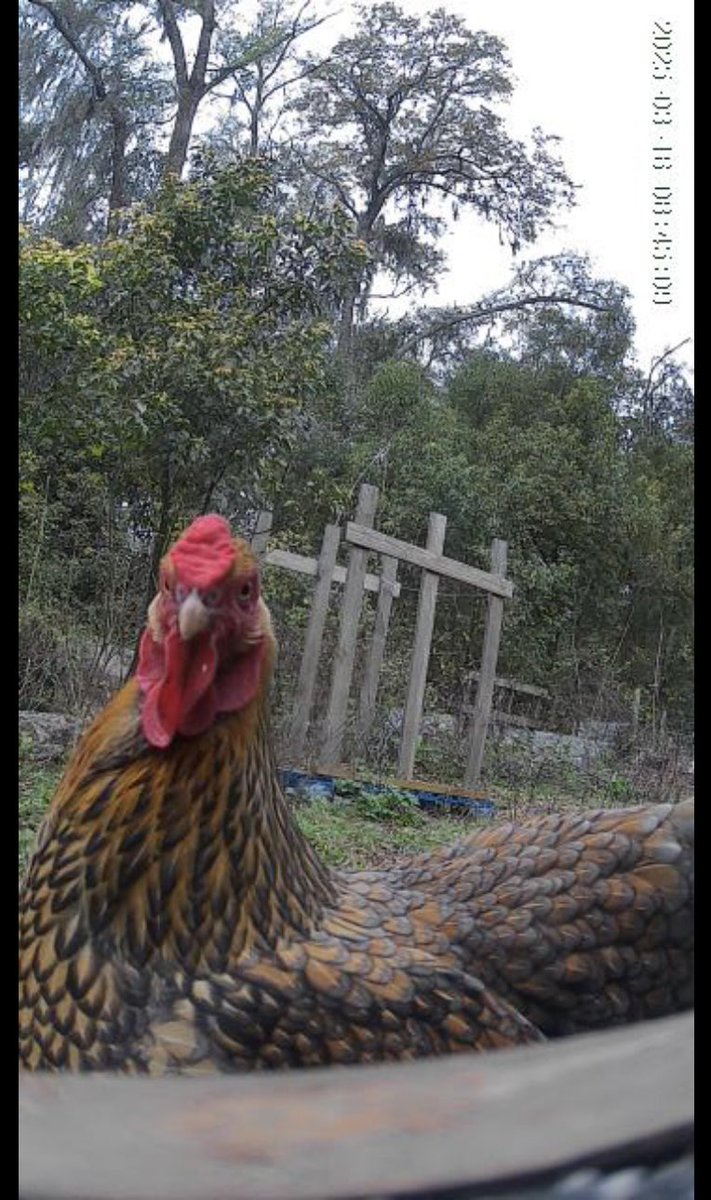 Joshua Bowen tweet media