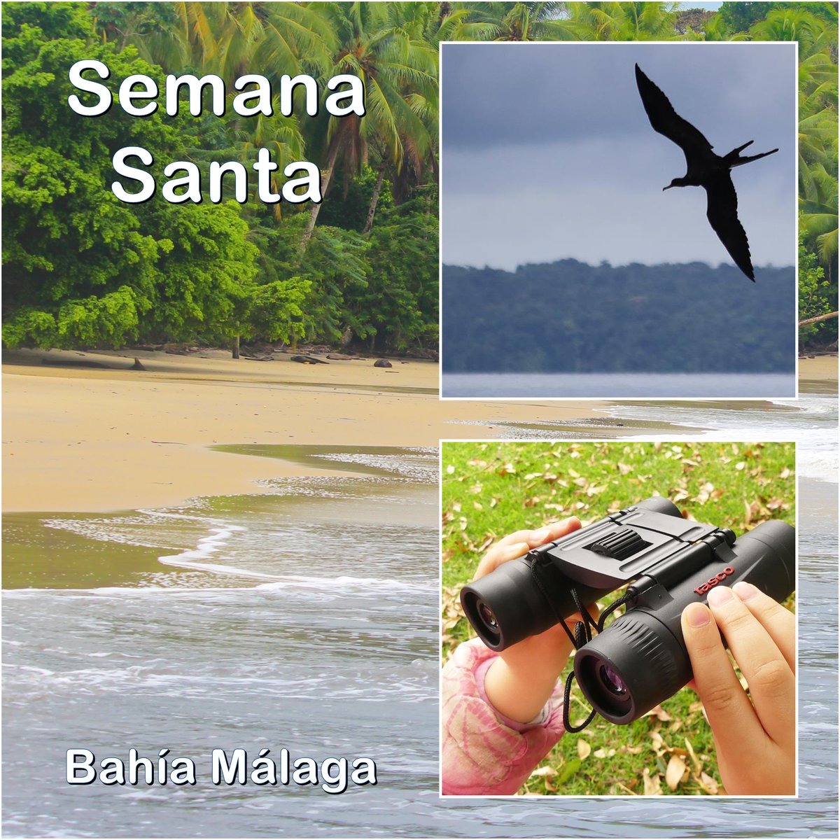 Avistamiento de Ballenas Colombia tweet media
