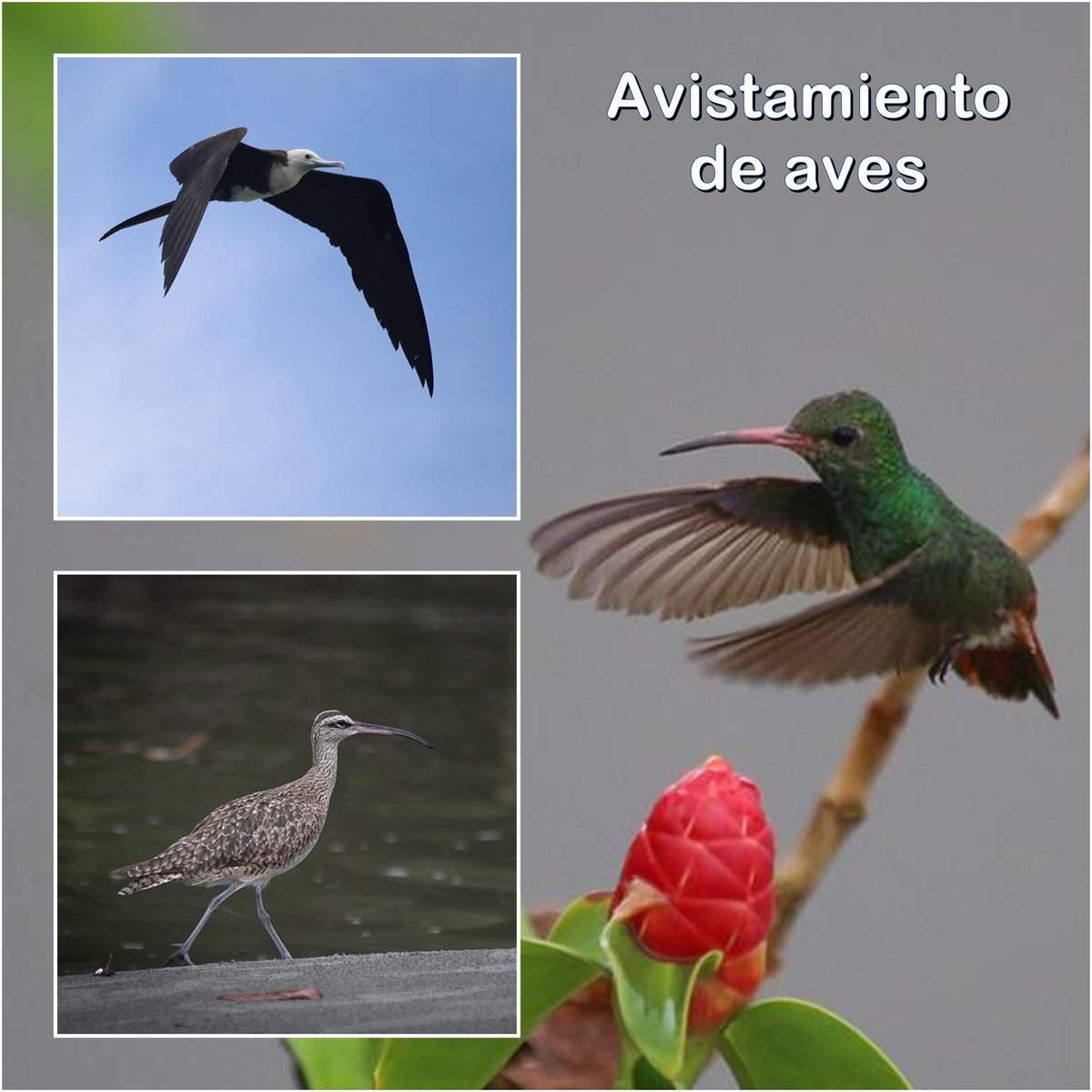 Avistamiento de Ballenas Colombia tweet media