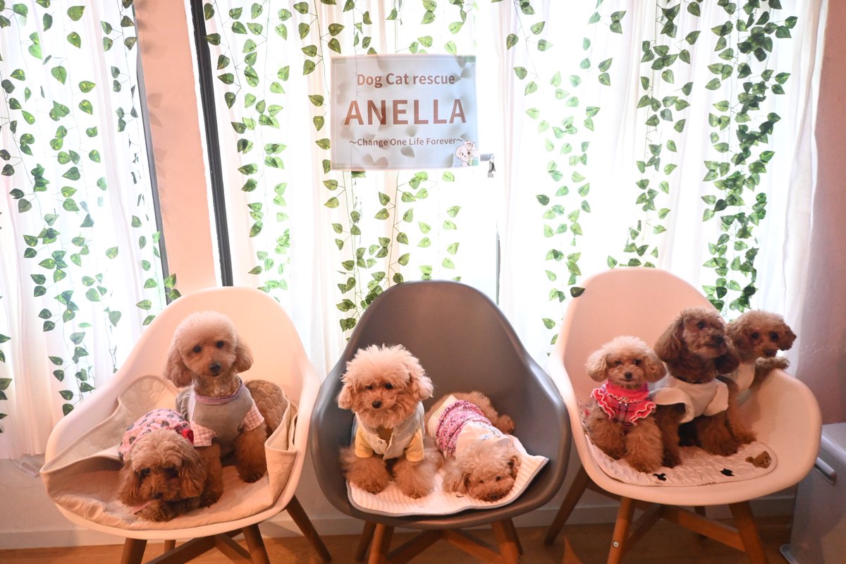 アネラは常設のふれあいカフェを全国に展開しつつ、不定期で譲渡会にも参加しています❣️
殺処分ゼロを目指し、ペット業界を変えていこうと本気で取り組んでいます🐶🐱
新しく家族を迎える選択肢のひとつとして、保護犬・保護猫を考えてくださる方が1人でも増えることを願っています✨