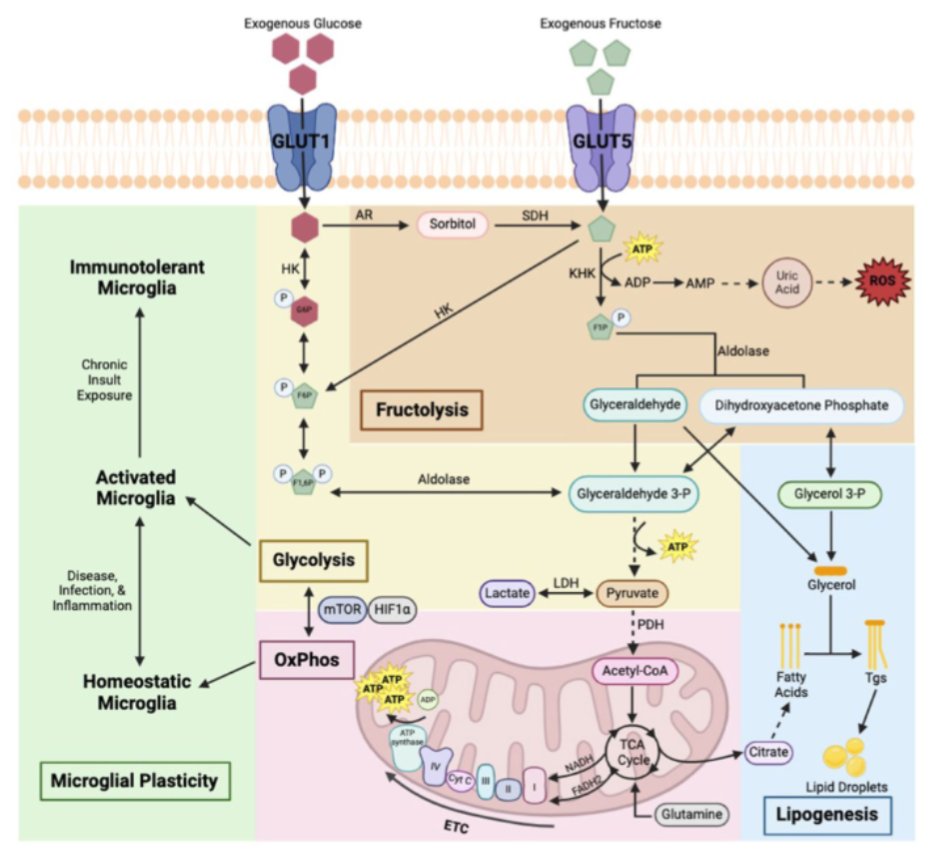 New review from the lab! 
Do #microglia metabolize #fructose in #Alzheimers Disease? 
rdcu.be/edIRM
Big congrats to the first author <a href="/AnnaliseSturno/">Annalise</a> for all her hard work 💪🏻👩🏻‍🔬💪🏻
