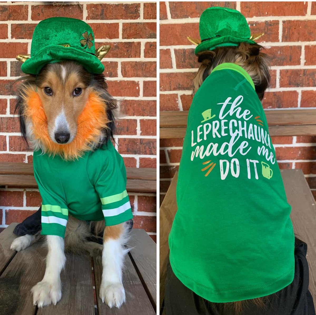fgpt0822_d's tweet photo. Sam’s ready for St Paddy’s Day. @KevinRothABC13 https://t.co/HSYYfgZVdx