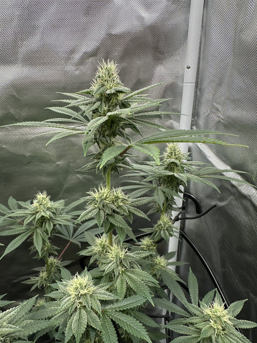 Dirty diesel ⛽️(Sour Diesel BX2 x Dirty Taxi) bred by <a href="/SIK3_one/">SIKE1</a>💥