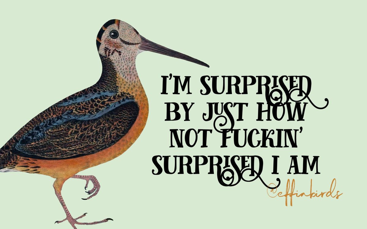 Effin' Birds tweet media