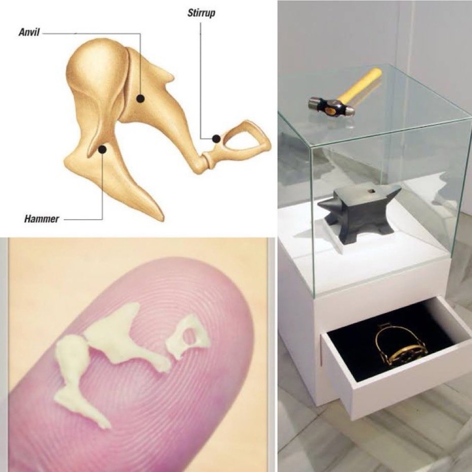 OGdukeneurosurg's tweet photo. 3 tiny bones 
3 tiny bones
Explain how they help you hear ? https://t.co/OPeAHgrvKQ
