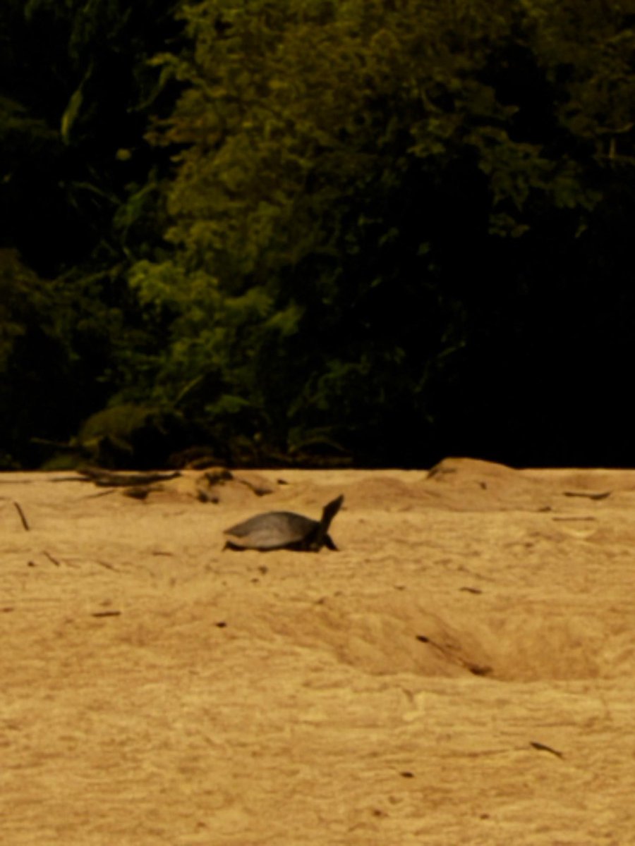 Pelf Nyok tweet media