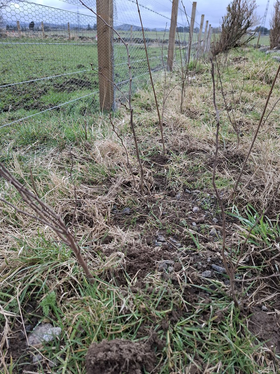 Planting bare root hedge, mixed &amp; native hawthorn.<a href="/NGSOpenGardens/">National Garden Scheme</a> and fellow members,  what other ideas for windy and sunny site in NE Moray. <a href="/The_RHS/">The RHS</a>