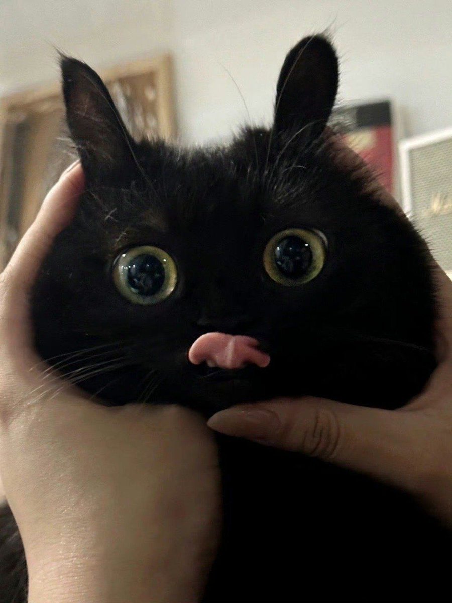 Black cats are not bad luck (@visualscat) on Twitter photo 