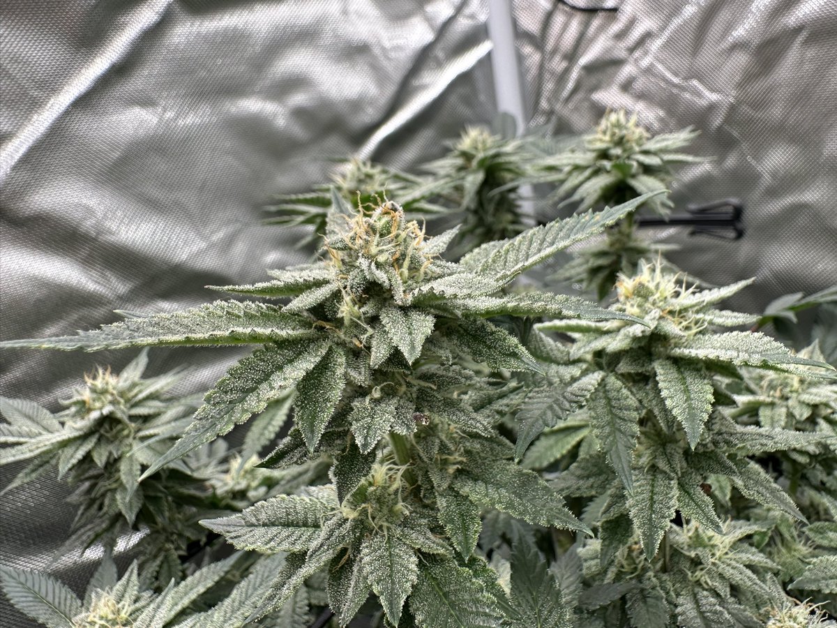 scary cherry ((Lemon Cherry x Kush Mints bx1)x Permanent Marker)) x Dirty Taxi bred by <a href="/SIK3_one/">SIKE1</a>
