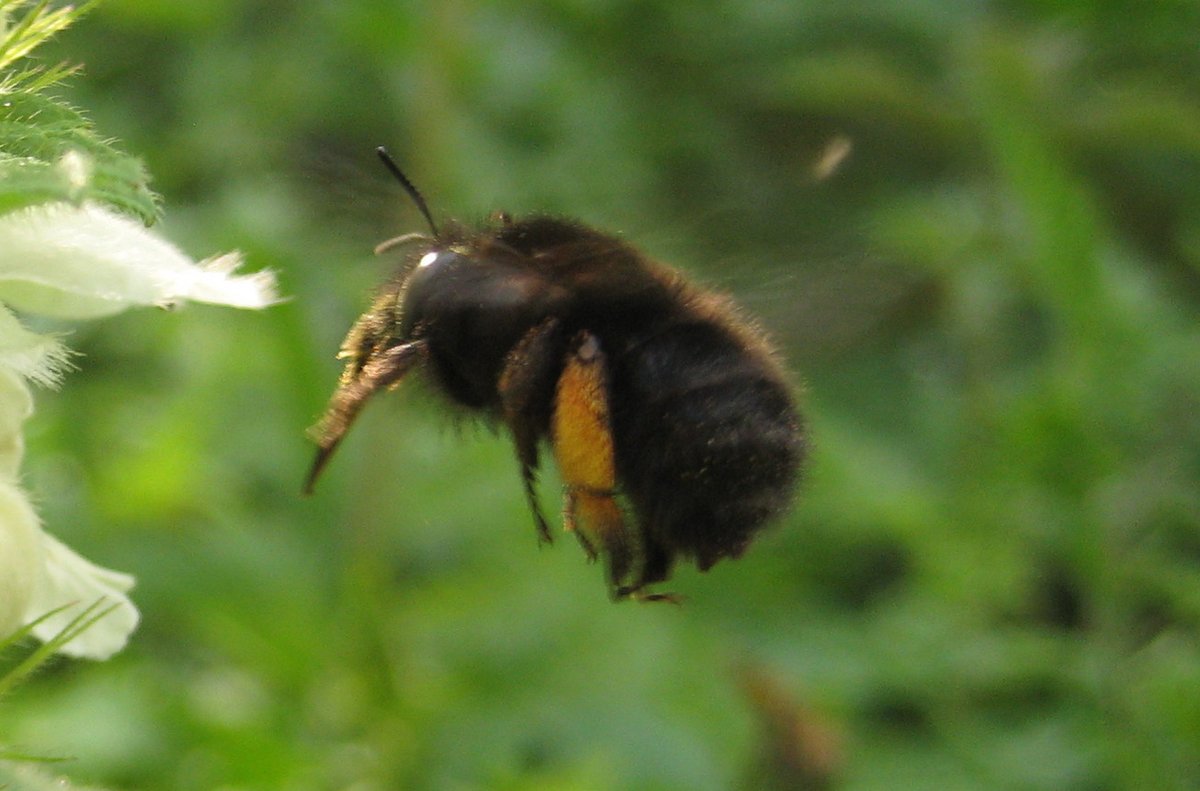 Join us for a walk in Springfield Park as we celebrate Spring with Sakura cherry blossom, fruit trees and their pollinators guided by tree expert &amp; ecologist Russell Miller (<a href="/treeruss/">russell miller</a>).
bit.ly/TreeRussTreeWa…

#SAKURA #EastLondonPollinators #HackneyTrees #ReNatureLondon