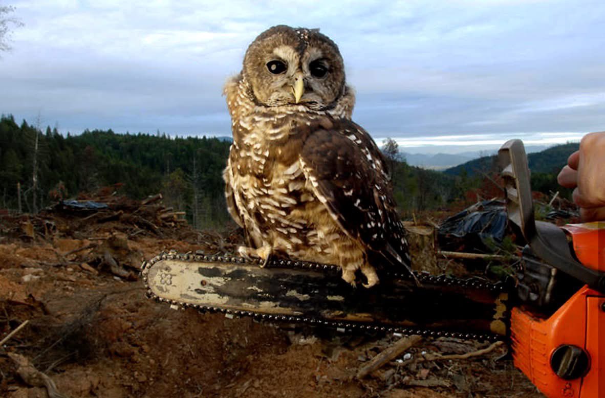 The Trump administration is fast-tracking logging on public lands, gutting environmental protections &amp; even considering the “God Squad” to override the Endangered Species Act. This will devastate old-growth forests, fuel wildfires &amp; erase decades of conservation efforts.