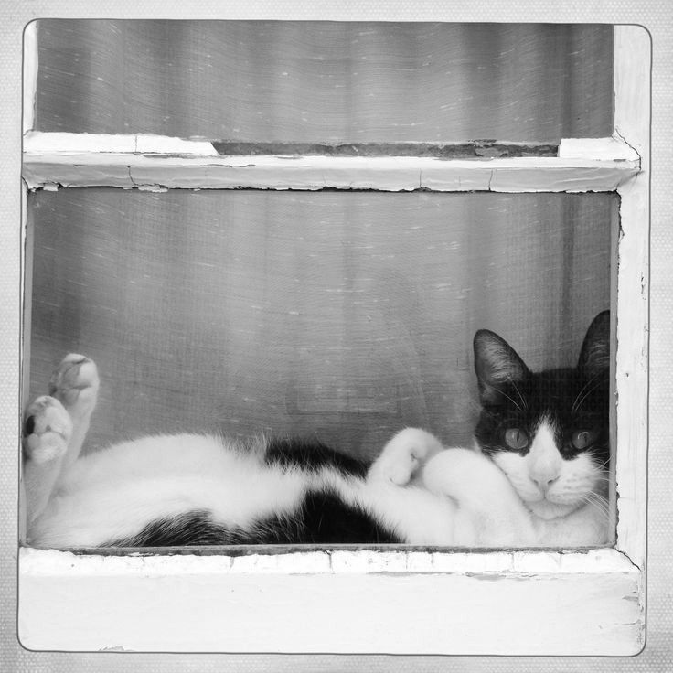 I see 🤙🦁🤙🦁🏆🏆🏆🏆🏆 tweet media