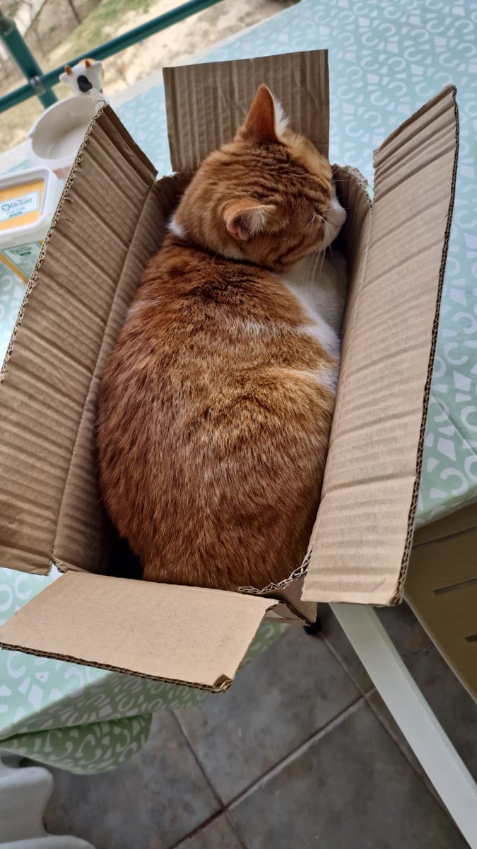 samursuyu's tweet photo. If I fits, I sits https://t.co/vpfft53k5m