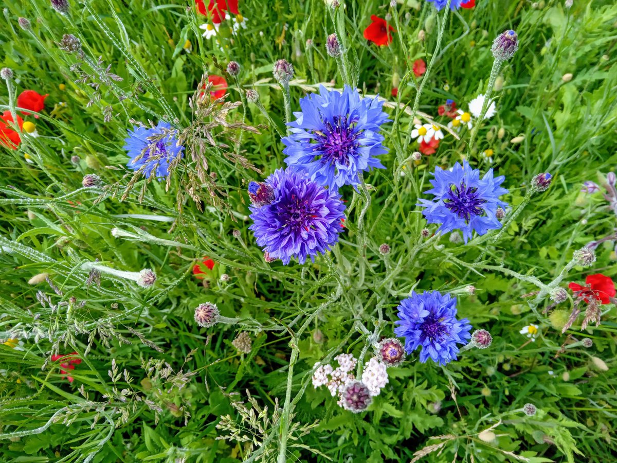 Words_by_B's tweet photo. Earth is a garden
where beautiful flowers bloom
cerulean blue

#Haiku
#FlowersOnX 
#NaturePhotography 
#cerulean https://t.co/uC7GzUmDrC