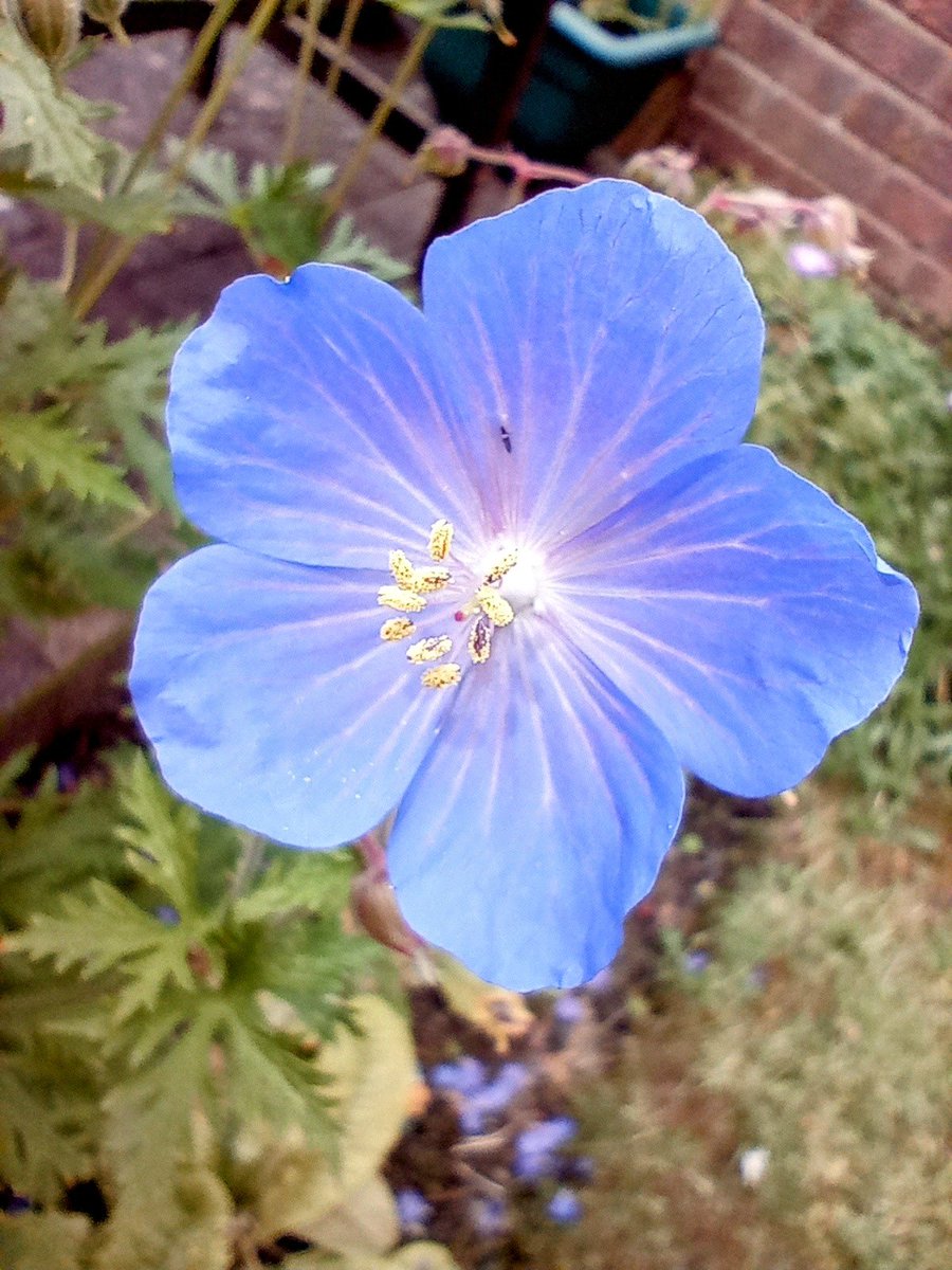 Words_by_B's tweet photo. Earth is a garden
where beautiful flowers bloom
cerulean blue

#Haiku
#FlowersOnX 
#NaturePhotography 
#cerulean https://t.co/uC7GzUmDrC