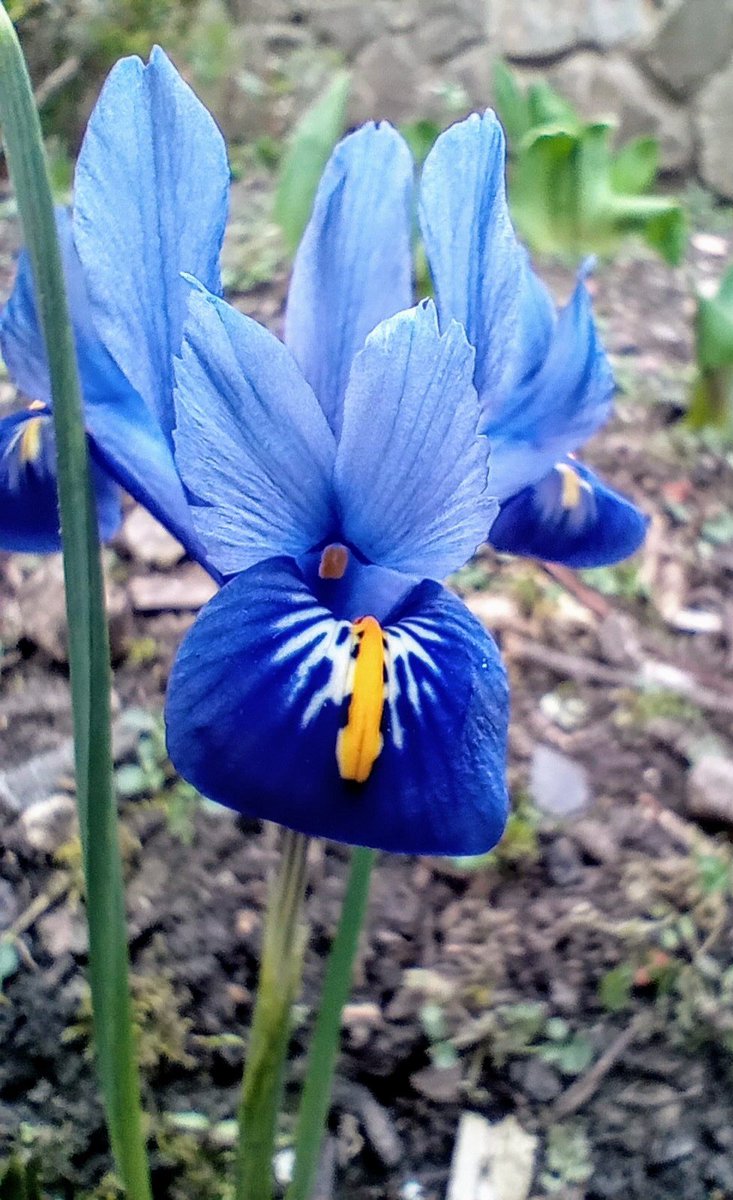 Words_by_B's tweet photo. Earth is a garden
where beautiful flowers bloom
cerulean blue

#Haiku
#FlowersOnX 
#NaturePhotography 
#cerulean https://t.co/uC7GzUmDrC