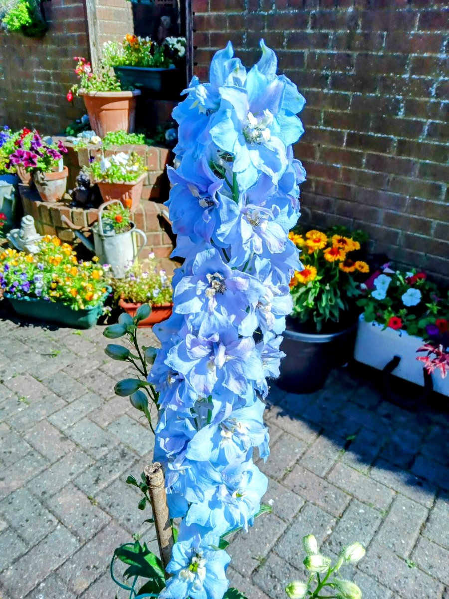 Words_by_B's tweet photo. Earth is a garden
where beautiful flowers bloom
cerulean blue

#Haiku
#FlowersOnX 
#NaturePhotography 
#cerulean https://t.co/uC7GzUmDrC