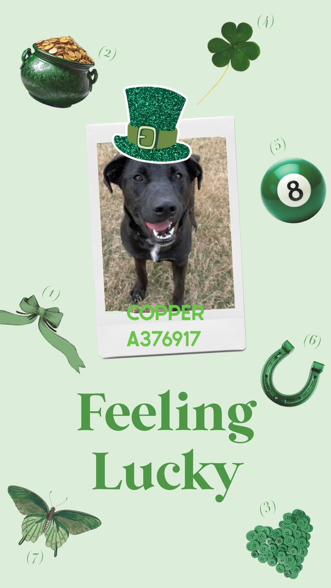 beeleevitonly's tweet photo. 🆘️COPPER #A376917 needs help #RescueVillage 
Needs #AdoptDontShop #PledgeForRescue 
if she is to survive St Paddy Day TBK 💉☠️ 3/17  #TX #CorpusChristiKills for space. Lovely 9 month old HW- puppy #BlackLabMix playful,  wants to live. Dumped by family,  no one has come 💔 ccacsrescues@cctexas.com