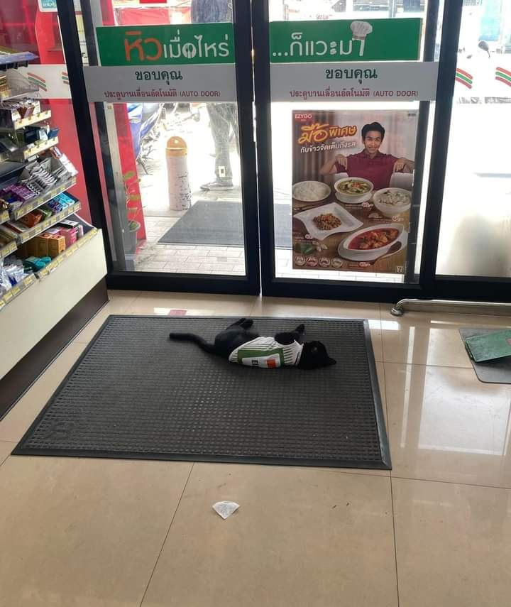 cats with jobs 🛠 tweet media