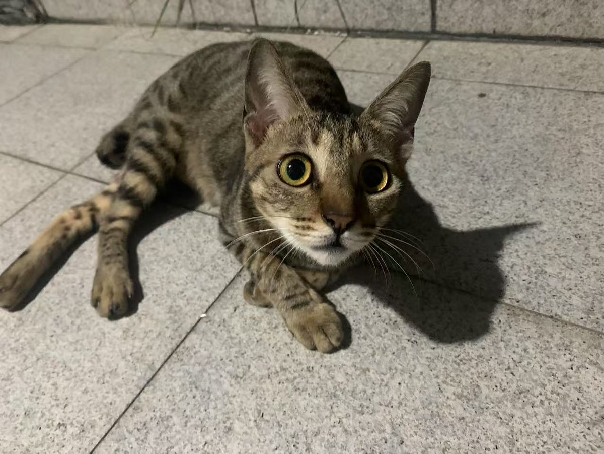 Douzhishang's tweet photo. 可爱到犯规！！！
#cat  #Super_cute_kitten https://t.co/TrTUJnRlEQ