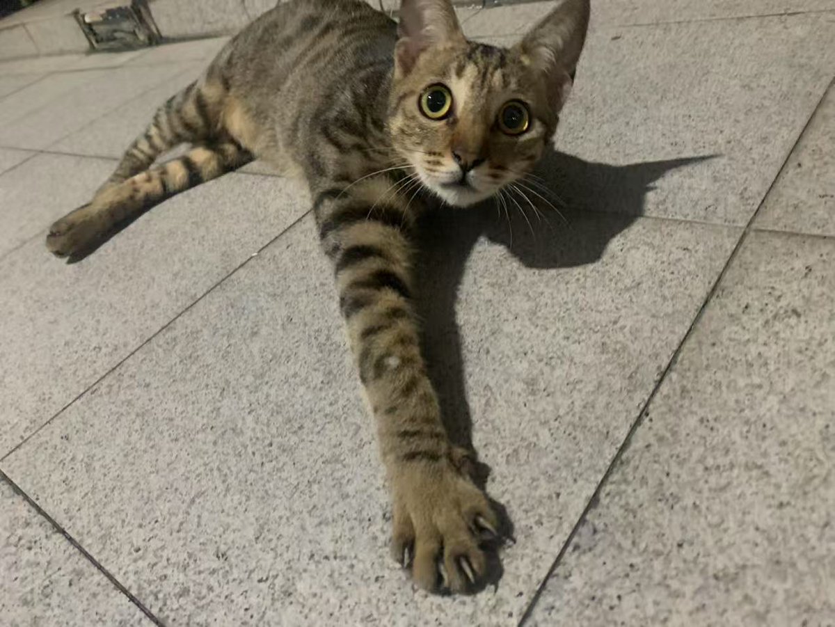 Douzhishang's tweet photo. 可爱到犯规！！！
#cat  #Super_cute_kitten https://t.co/TrTUJnRlEQ