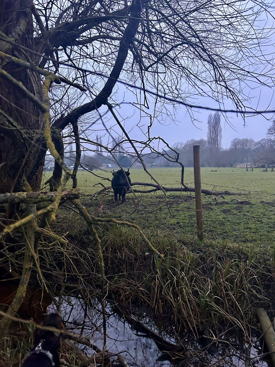 Only 29.2kms #NHS1000miles walked this week with my boy 🐕 as my walk was cut short today due to hurting my leg. My boy and his bestie bowled me over as they ran full pelt into me! Hopefully it heals quickly! Hope everyone had a good week ☺️ #RescueDog #nature #SundayCheckIn