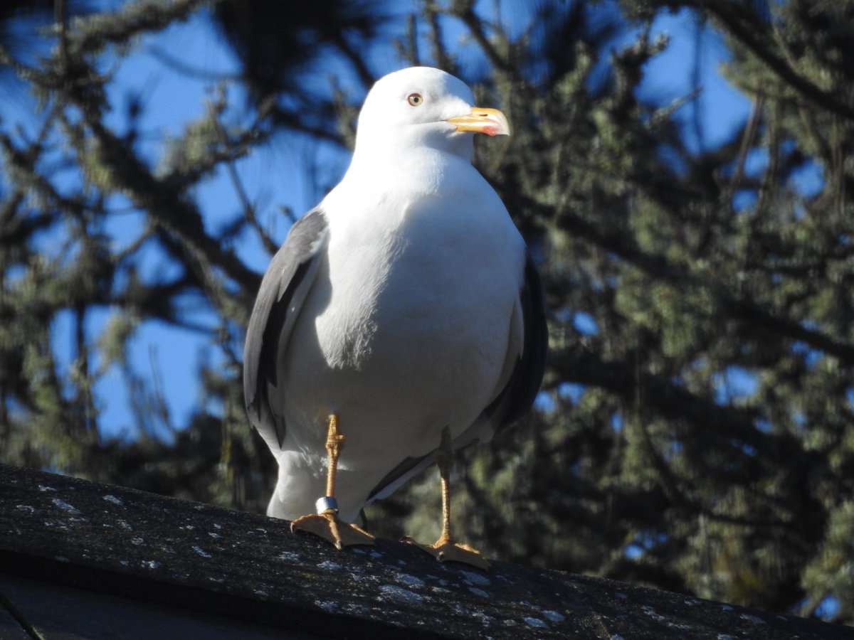 Mary Cadogan (@marycadogan1) on Twitter photo This LBB back to the garden for the 8th year. <a href="/BirdWatchIE/">BirdWatch Ireland</a> <a href="/CCBOIE/">Cape Clear Bird Obs</a> <a href="/oliver_geoff/">Geoff Oliver</a> <a href="/SamBayley2/">Sam Bayley</a> <a href="/tulkkina/">PalomaB</a> . This LBB back to the garden for the 8th year. <a href="/BirdWatchIE/">BirdWatch Ireland</a> <a href="/CCBOIE/">Cape Clear Bird Obs</a> <a href="/oliver_geoff/">Geoff Oliver</a> <a href="/SamBayley2/">Sam Bayley</a> <a href="/tulkkina/">PalomaB</a> .